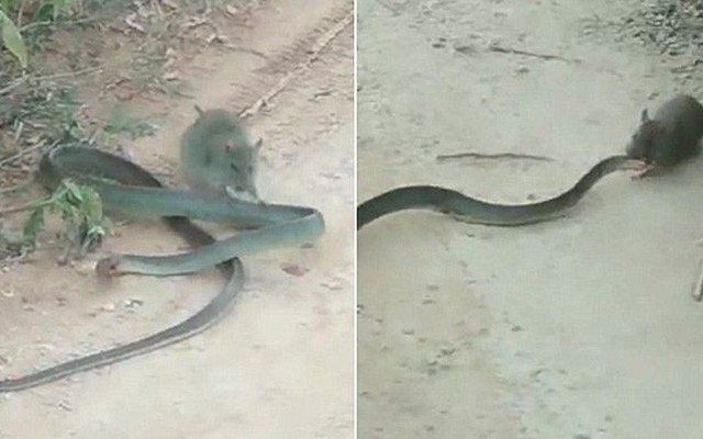 Cảnh tượng ngược đời: Chuột cắn xé rắn