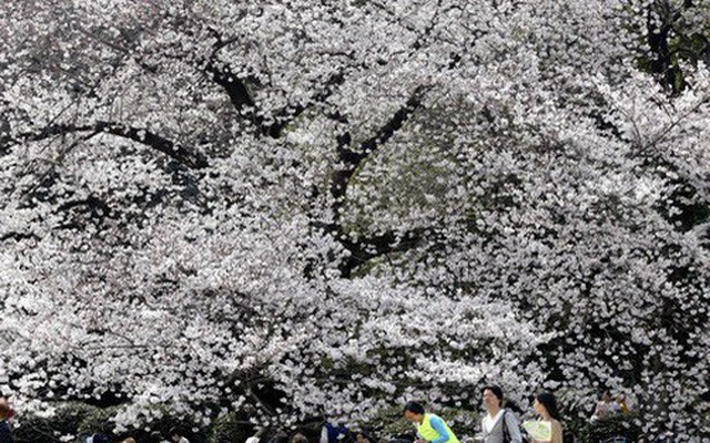 Nhật Bản: Thời tiết khác thường khiến hoa anh đào nở sớm?