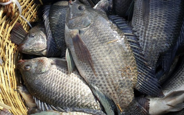 Đã tìm thấy một cách nấu để loại bỏ chất độc trong cá: Ai hay ăn cá rô phi nên tham khảo