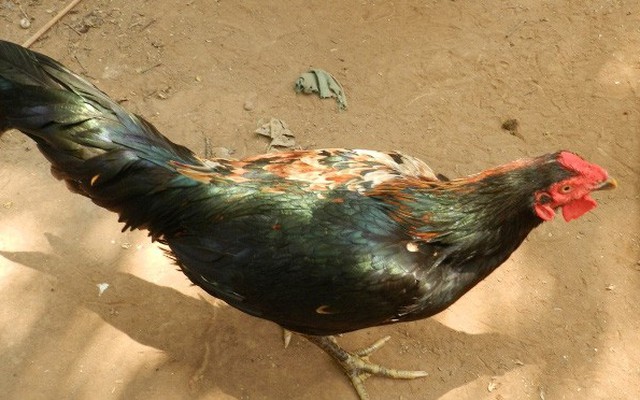 Kỳ lạ chú gà… ‘lưỡng tính’, chỉ thích chim trĩ, tránh xa đồng loại
