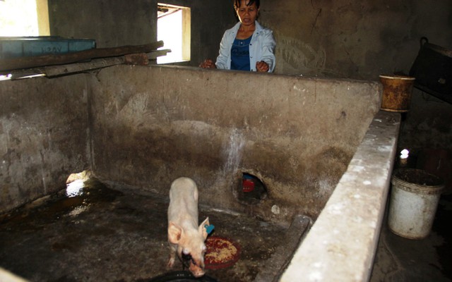 Lợn giống của chương trình giảm nghèo chết hàng loạt sau 3 ngày cấp cho dân