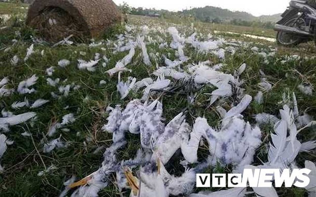 Ảnh: Những chiêu độc tận diệt chim trời ở Thừa Thiên - Huế