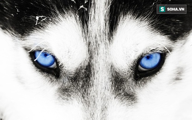 Kiểm tra 6.070 con chó Husky, giới khoa học đã hiểu vì sao mắt chúng có màu xanh