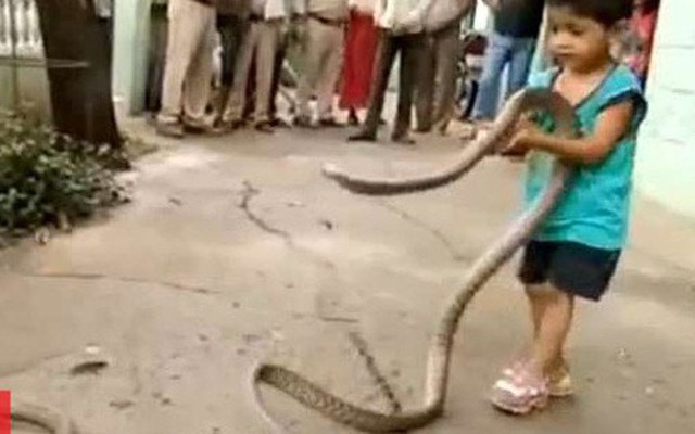 Bé trai 3 tuổi chơi đùa cùng 2 con rắn khổng lồ
