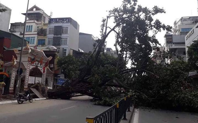 Hà Nội: Cây đa bật gốc chắn ngang đường Tôn Đức Thắng, giao thông tê liệt