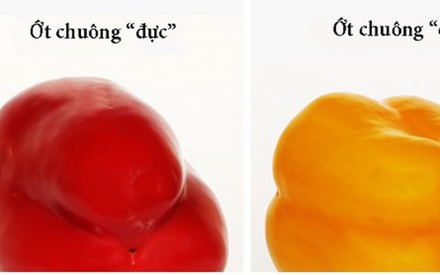 Cách chọn trái cây tươi ngon bạn nên biết