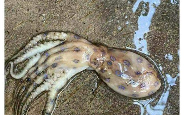 Chủ tịch huyện Phú Quốc yêu cầu công an làm việc với người đăng facebook về bạch tuộc cực độc