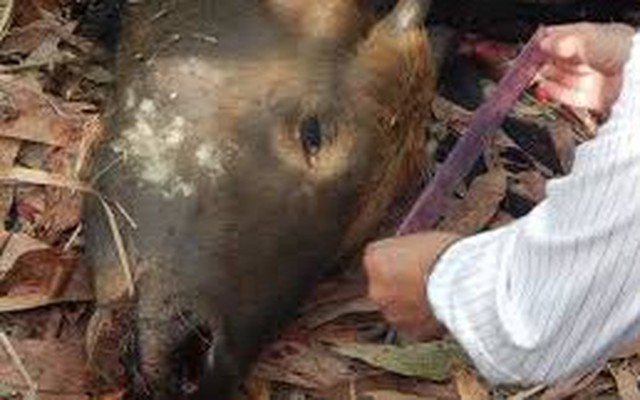 Đồng Nai: Một cá thể bò tót nặng khoảng 700kg chết giữa rừng