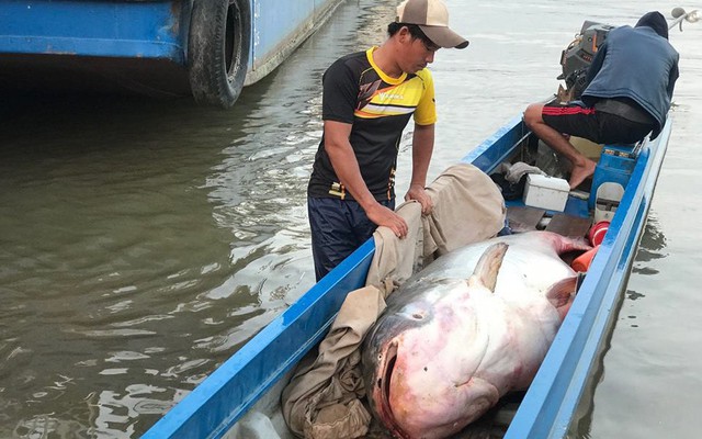 Ngư dân bắt được cá tra dầu dài 2m, nặng hơn 200kg