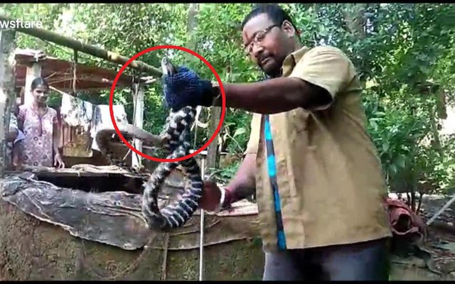 Clip: Loài rắn lạ bí ẩn ở ngôi làng Ấn Độ khiến giới chuyên gia bối rối