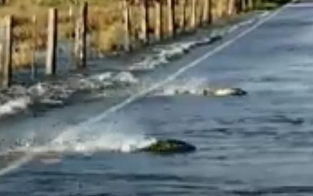 Clip: Tài xế kinh ngạc chứng kiến cá hồi bơi tung tăng trên đường cao tốc