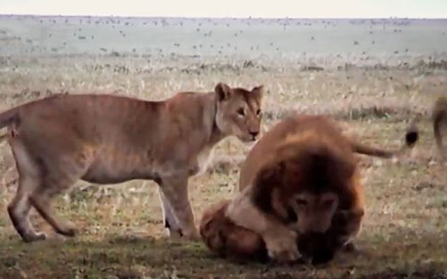 Clip: Đàn sư tử hợp sức tấn công linh cẩu