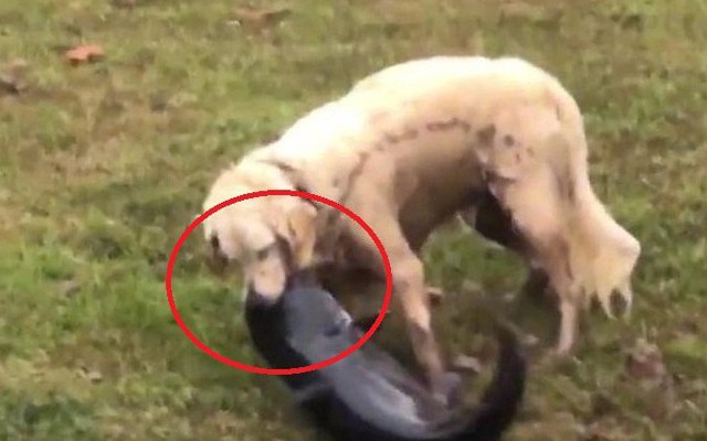 Chó tung đòn thần tốc, bắt gọn cá trê khủng trong chớp mắt