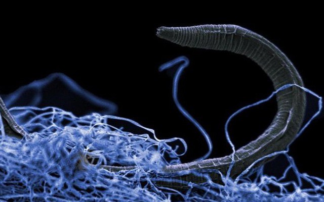 Bí mật khổng lồ dưới lòng đất: Tồn tại hàng tỷ sinh vật "xác sống"