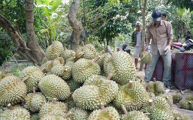 Sầu riêng miền Tây tăng giá gấp đôi