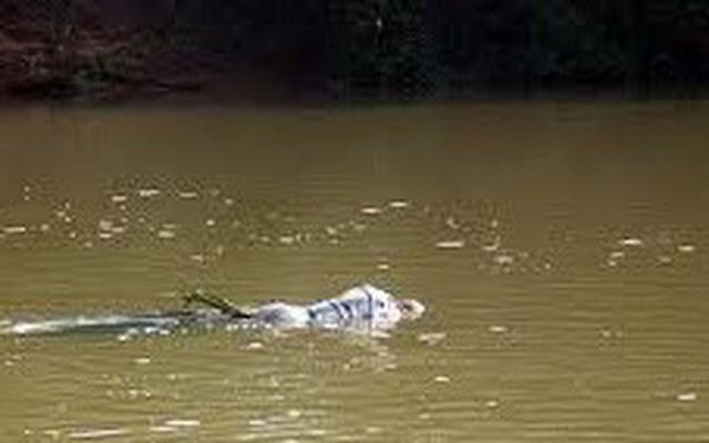 Người dân hoảng hốt phát hiện thi thể thanh niên trôi trên sông