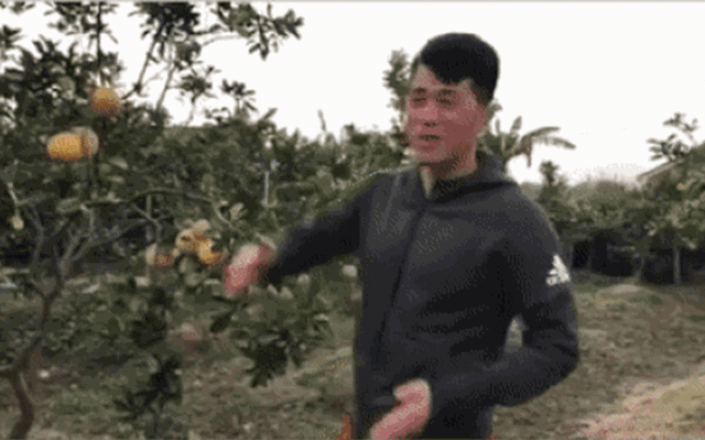 Clip Đình Trọng chuyển nghề sang quảng cáo bán bưởi khiến fan cười bò