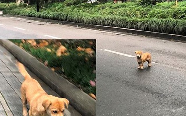 Kinh nghiệm xử lý chó thả rông ở Trung Quốc
