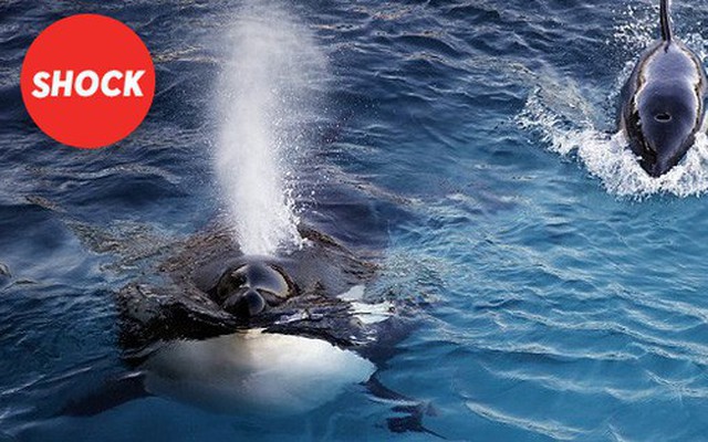 Con cá voi BIẾT NÓI TIẾNG NGƯỜI đầu tiên trong lịch sử nhân loại: Wikie