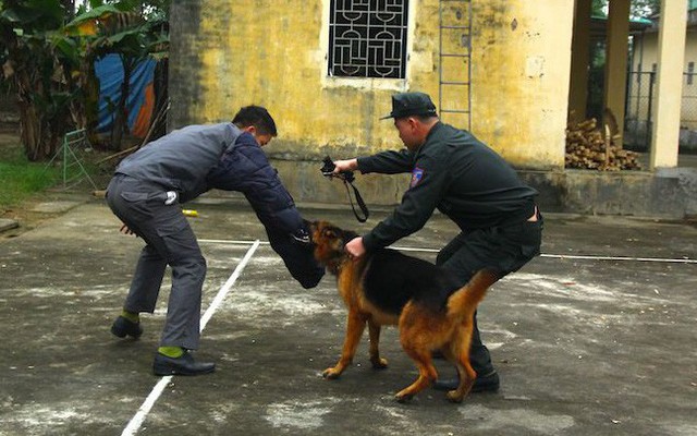 Chuyện chó nghiệp vụ đi thi tốt nghiệp và chiến công bắt tội phạm nguy hiểm