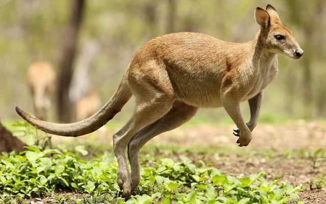 Đi săn kangaroo, nam thanh niên bị con mồi "trả đũa" đau đớn