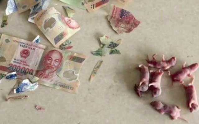 Cô nàng số nhọ bị chuột gặm nát hết tiền bỏ lợn, đã thế còn khuyến mãi thêm bầy chuột con