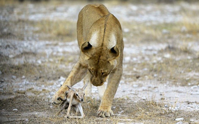 24h qua ảnh: Sư tử cái chăm sóc linh dương sơ sinh như con đẻ