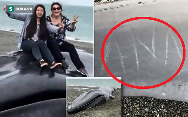 Xác cá voi xanh 20m trôi dạt bên bờ biển và hành động khó chấp nhận của dân địa phương