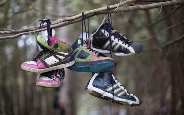 Khu rừng bí ẩn ở Canada: Hàng trăm đôi sneakers bị đóng đinh lên cây, không ai biết lý do vì sao