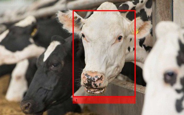 Xuất hiện công nghệ nhận diện gia súc, vượt mặt cả Face ID của iPhone X