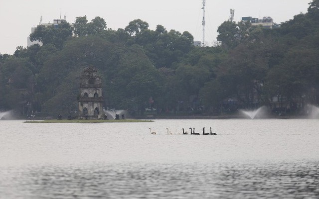 12 con thiên nga đã được ô tô chở sang một hồ khác tại Hà Nội