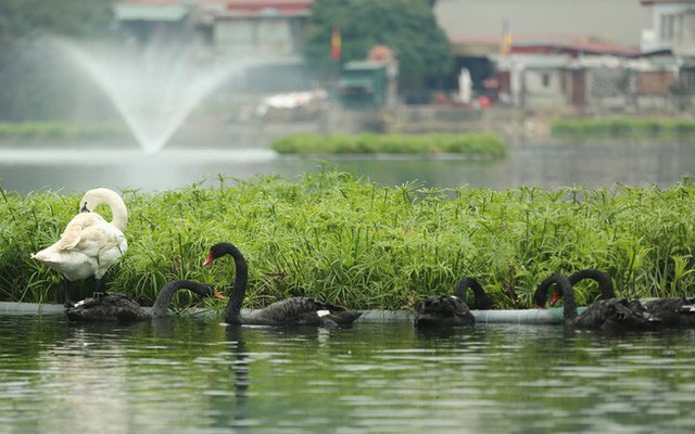 12 con thiên nga được chuyển về hồ Thiền Quang: Cứ bơi vào gần bờ sẽ xua ra vì sợ bị trộm