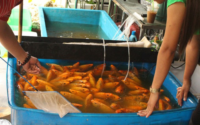 Chi tiền triệu mua 180 kg cá, lươn phóng sinh ngày ông Công ông Táo ở Sài Gòn