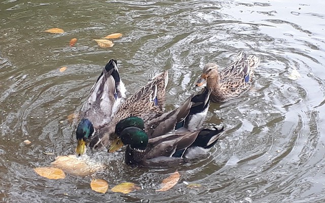 Bất ngờ xuất hiện “đàn vịt trời” tại hồ Gươm