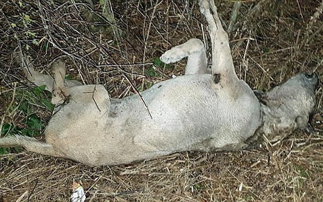 Phát hiện nhiều xác chó chết bí ẩn ở nông thôn Anh