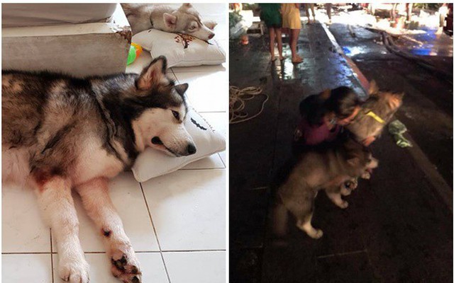 Chú chó Alaska cào cửa báo tin, cứu sống gia đình chủ trong vụ cháy chung cư ở Sài Gòn