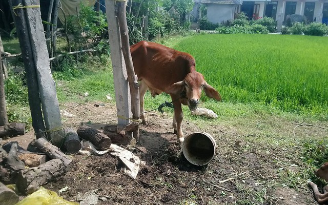 Phó chủ tịch xã phủ nhận việc 'cán bộ xã và người thân nhận bò hỗ trợ rồi bán cho lò mổ'