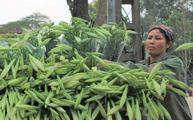 Từ vườn xuống phố, hoa loa kèn đầu mùa đội giá gấp 5-6 lần