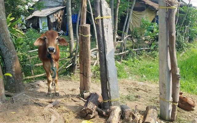 Vụ bò giống cấp phát được bán cho lò mổ: Sẽ trả lại tiền cho nhà nước nếu được yêu cầu