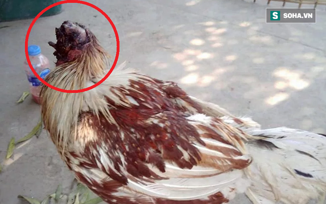 Con gà kỳ lạ ở Thái Lan: Mất đầu vẫn đi lại phăm phăm, sinh hoạt bình thường