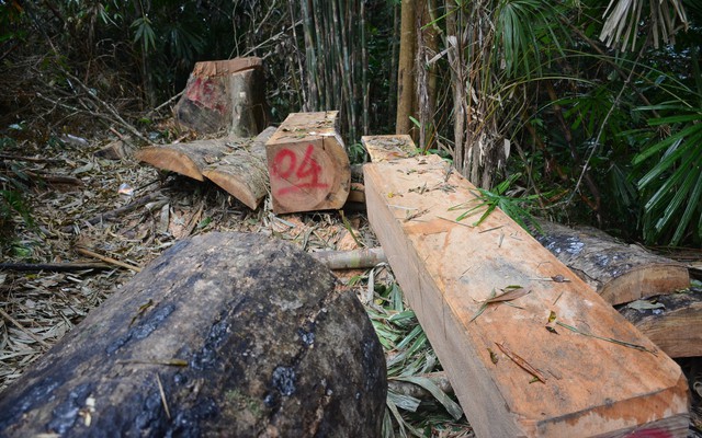 Phó chủ tịch Quảng Nam: "Nhìn những cây rừng ngã xuống, tôi cảm giác như máu mình đổ"