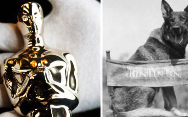 Bạn tin không: Giải Oscar cho nam chính xuất sắc nhất năm 1929 đáng lẽ sẽ được trao cho... một chú chó Becgie