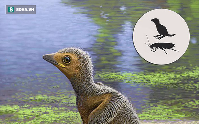 Đã từng tồn tại loài chim nhỏ chỉ bằng con gián, bạn cùng thời với khủng long