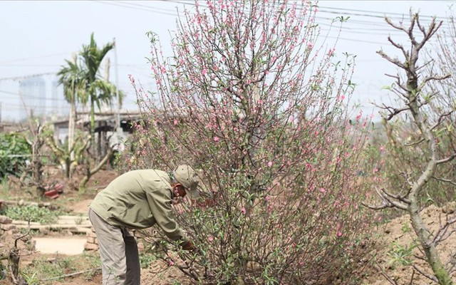 Nghề “buôn xác” đào, quất kiếm tiền triệu một ngày sau tết