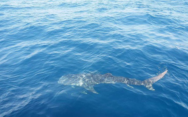 Ngư dân Phú Quốc phát hiện cá voi xám bơi lượn lờ trên biển