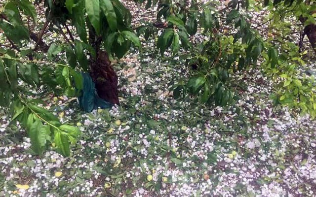 Hai trận mưa đá liên tiếp làm mận rụng đầy gốc ở Sơn La