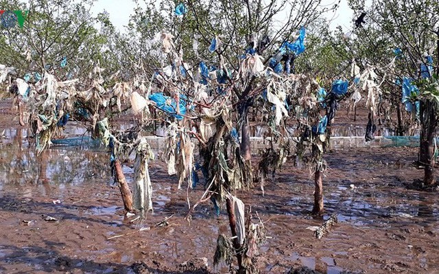 Ảnh: Kinh hoàng rừng cây treo đầy rác ở Thanh Hoá
