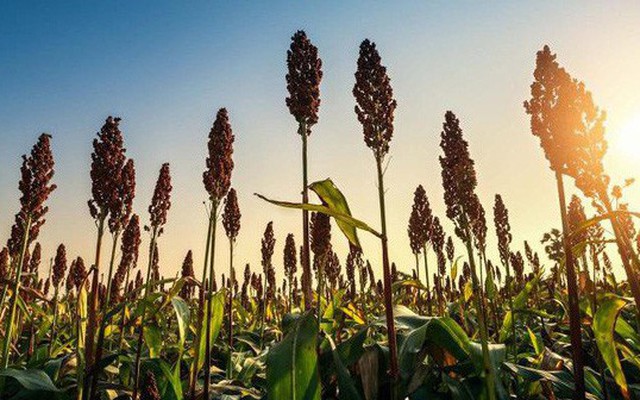 Trung Quốc áp thuế 179% lên cao lương của Mỹ