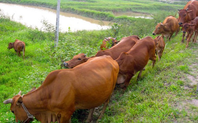 Lãnh đạo xã lên tiếng việc chăn thả trâu, bò ở Thanh Hóa phải nộp phí cỏ