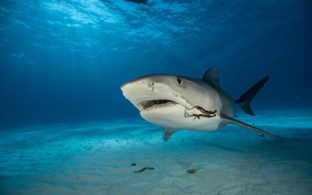 Nỗi ám ảnh về con cá “tàn ác” và kẻ thù lớn nhất của loài cá mập hổ